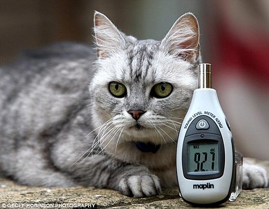 Самая шумная кошка